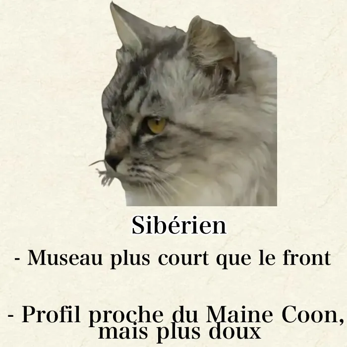Maine Coon, Sibérien ou Norvégien : Comment Les Différencier Facilement Profil chat Sibérien de côté - nez et front proportions égales avec incurvation douce