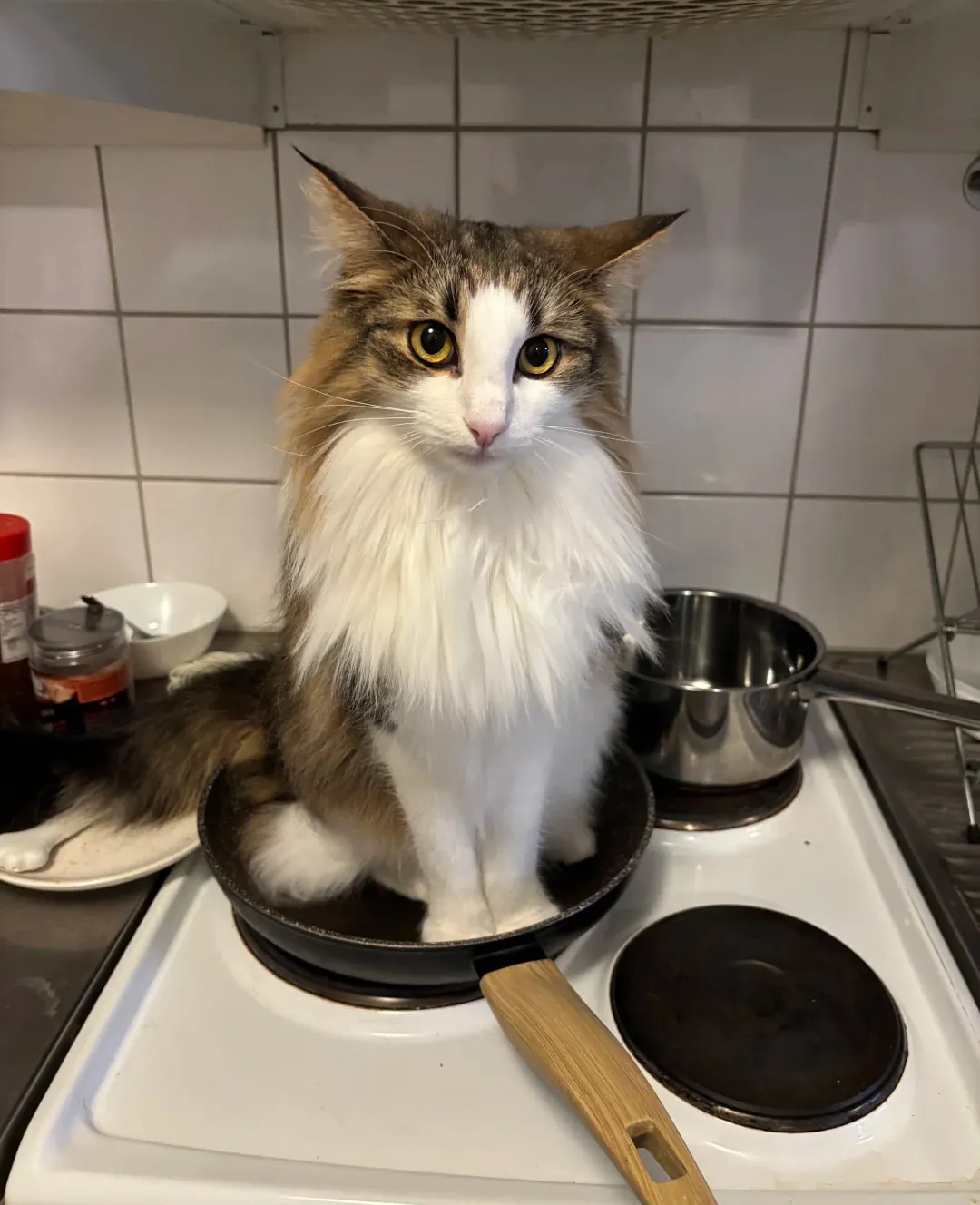 Chat des forêts norvégiennes avec sa tête triangulaire distinctive et sa longue queue en panache