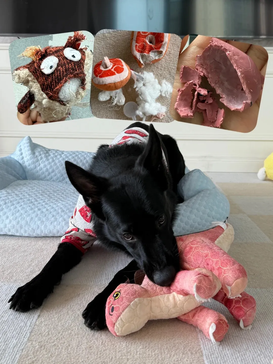 Chiot en train de mordiller un jouet à mâcher — bonne alternative pour rediriger le comportement