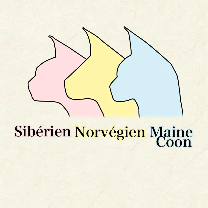 Maine Coon, Sibérien ou Norvégien : Comment Les Différencier Facilement Comparaison profils Maine Coon Sibérien Norvégien - vue de côté montrant ligne du nez