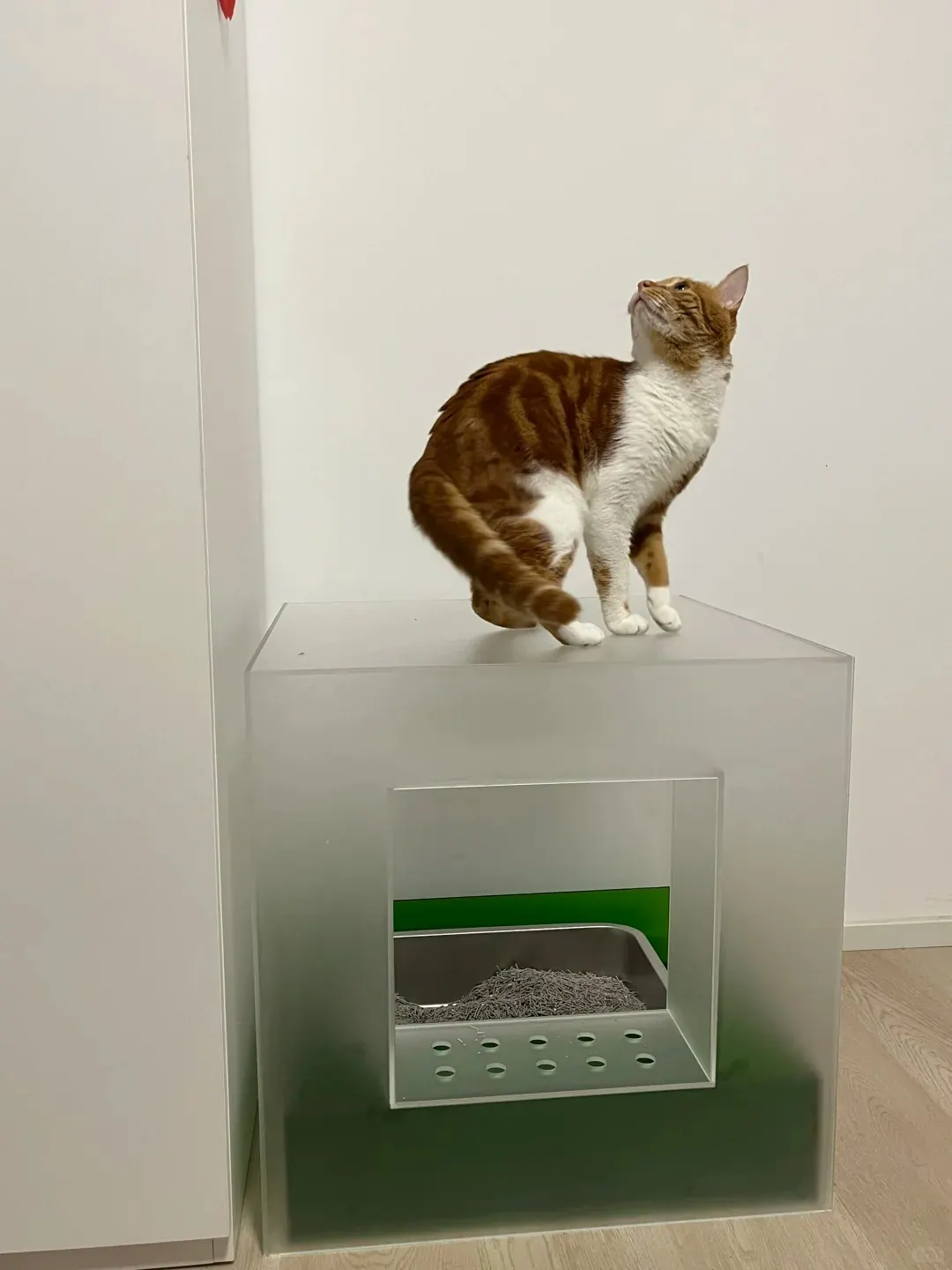 Détail de la façade du bac à litière acrylique avec l'ouverture d'entrée pour le chat