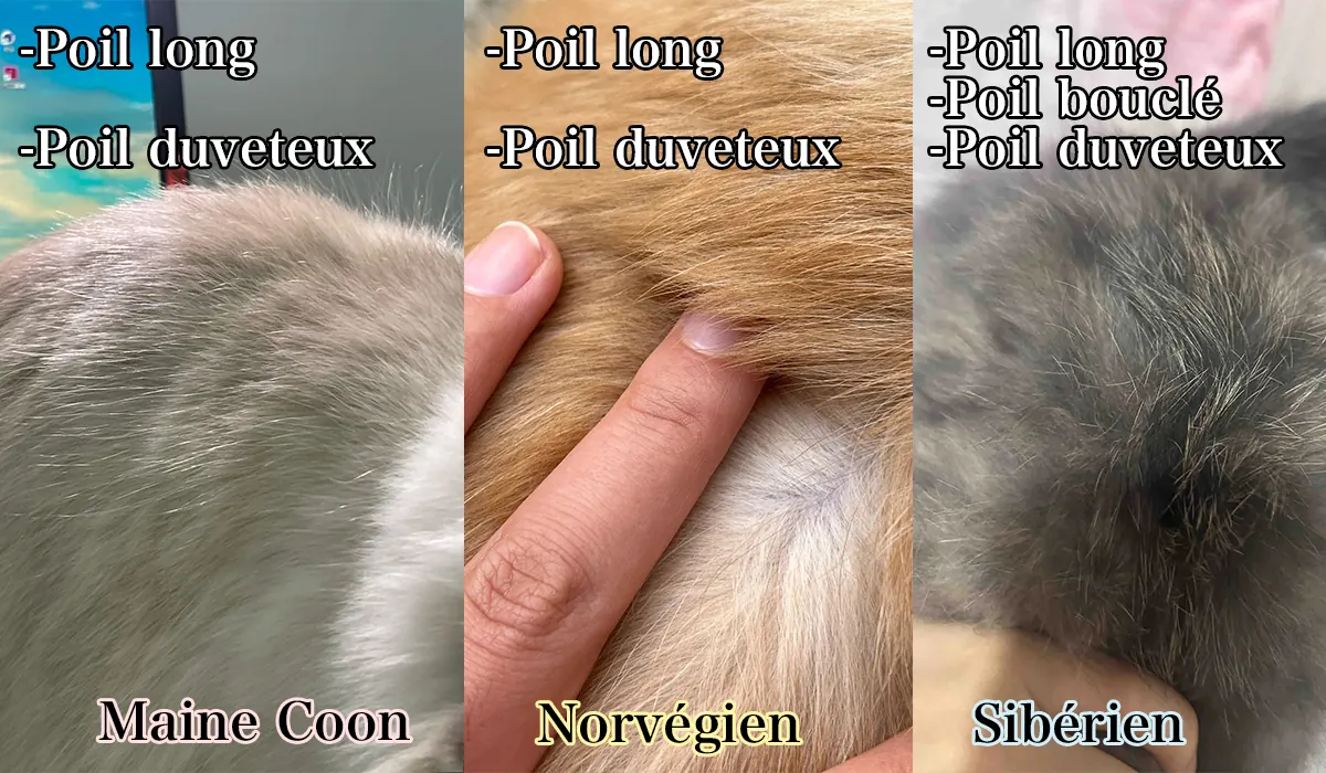 Maine Coon, Sibérien ou Norvégien : Comment Les Différencier Facilement Détails du pelage - texture et épaisseur différentes entre Maine Coon double couche, Sibérien triple couche et Norvégien double couche