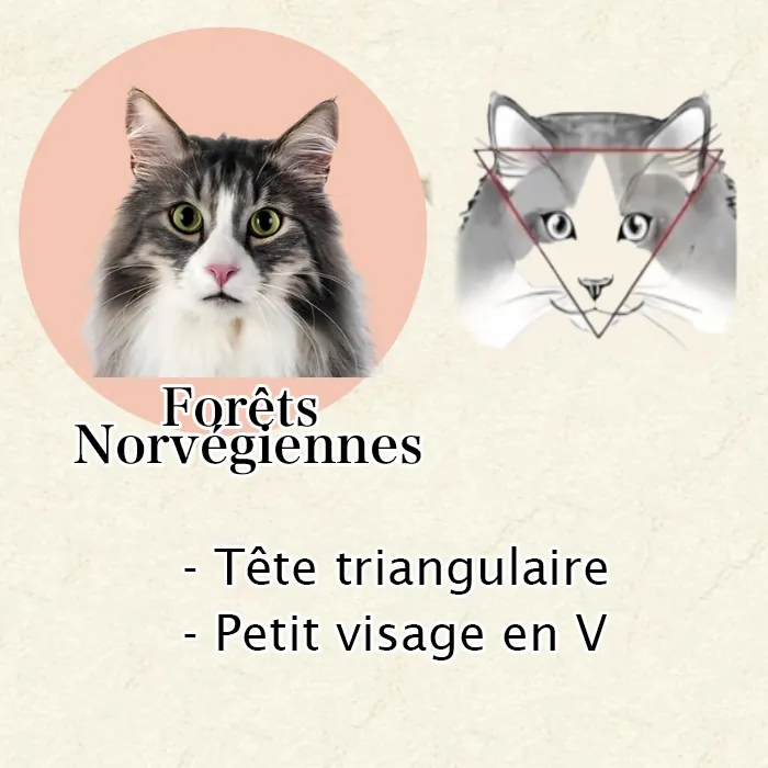 Maine Coon, Sibérien ou Norvégien : Comment Les Différencier Facilement Gros plan tête triangulaire chat Norvégien - front large, forme de triangle équilatéral