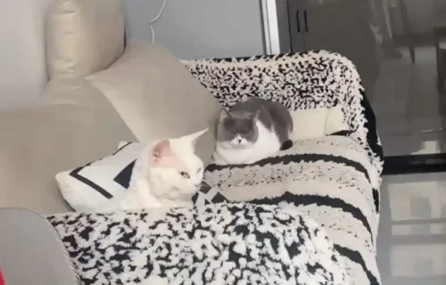 Click to view full screen Housse Canapé Polaire Anti-Griffures | Douce & Épaisse photo review