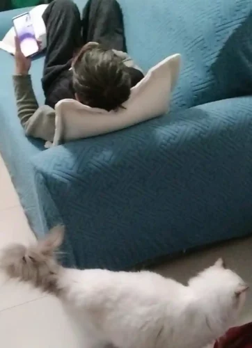 Click to view full screen Housse Canapé Extensible Relief Velours Anti-Griffes Chat photo review