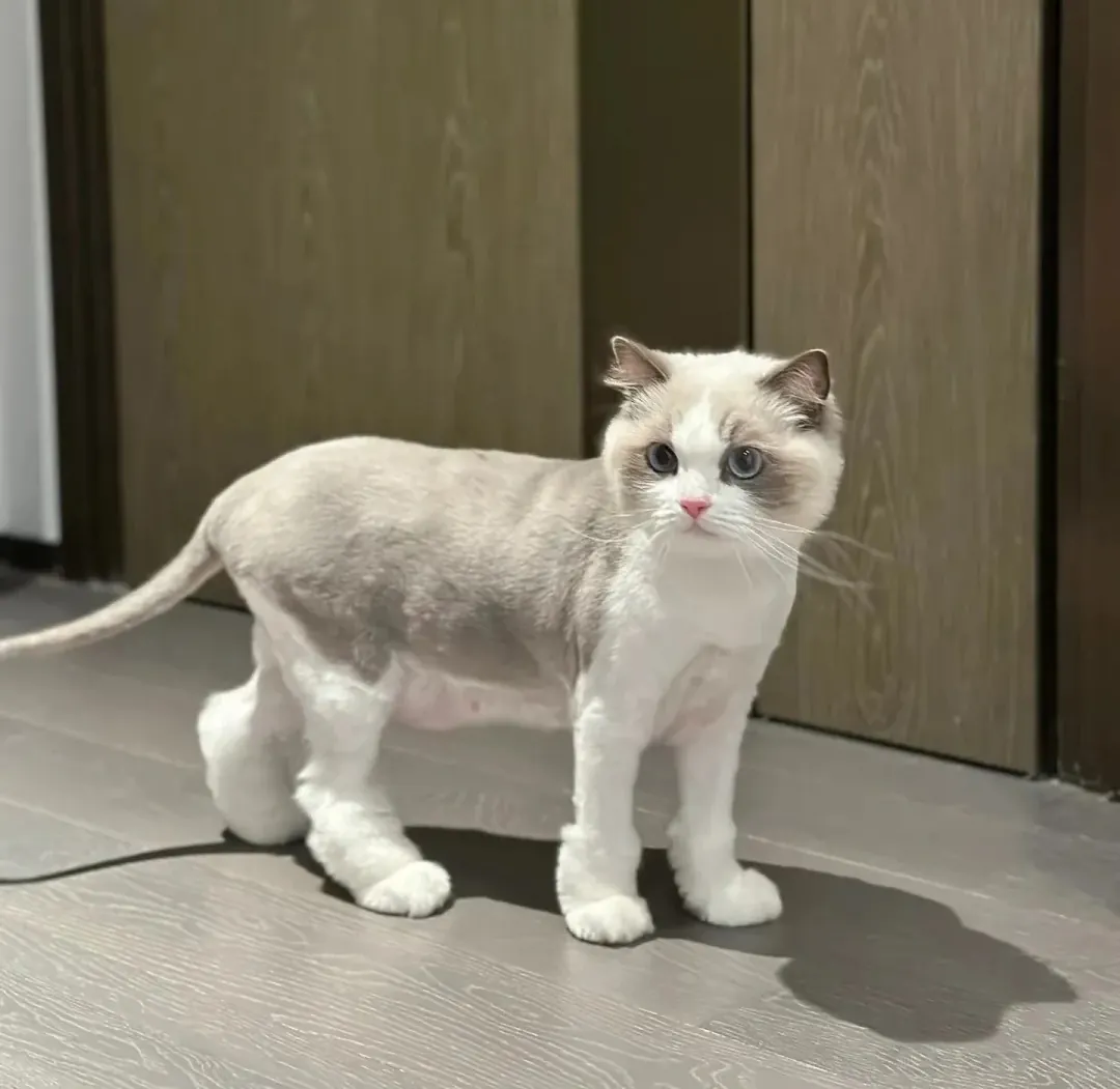 Ragdoll bicolore montrant ses gants blancs caractéristiques et son masque facial