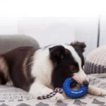 Jouet-Pneu-Chien-Indestructible-Caoutchouc-Alimentaire-solide