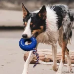 Jouet-solide-Pneu-Chien-Indestructible-Caoutchouc-Alimentaire