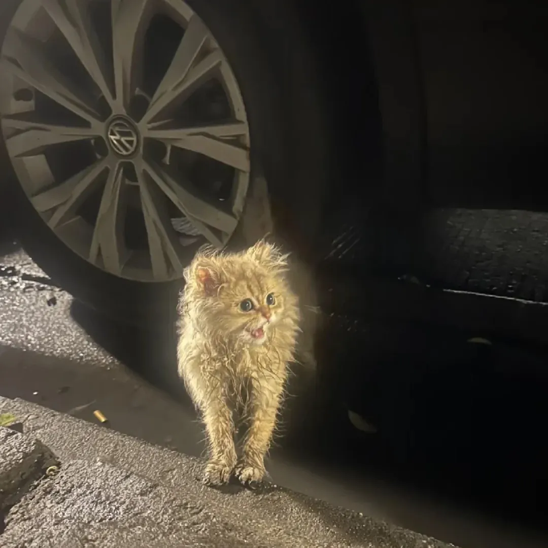 Comment faire une cabane pour chat l'hiver Chat errant sous la pluie