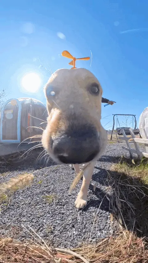 Labrador retriever jouant à l'extérieur — race nécessitant beaucoup de stimulation physique