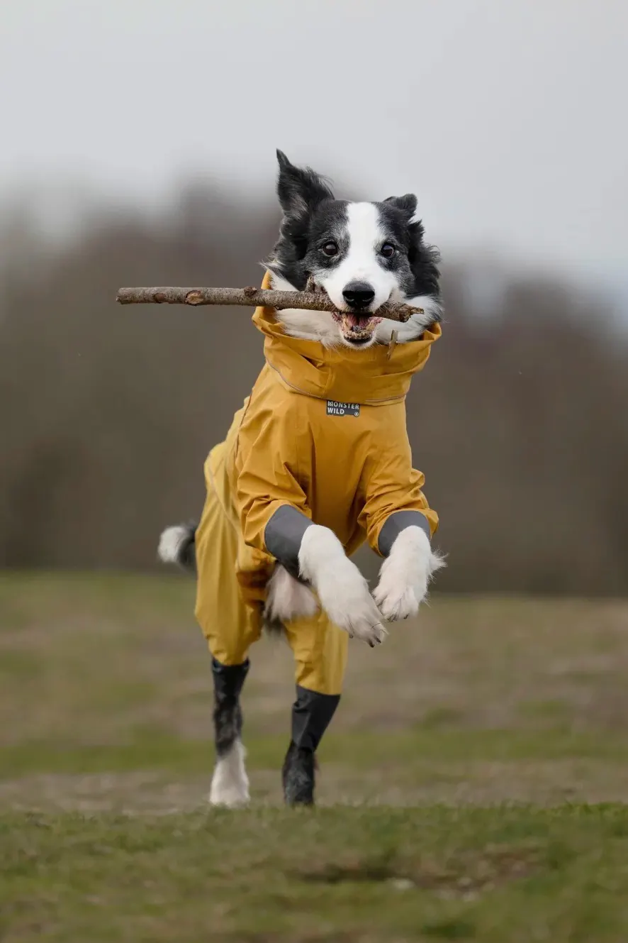 Chien ou Chat : Quel Compagnon Choisir? Chien actif et enjoué jouant avec son propriétaire dans un parc, illustrant les besoins d'exercice physique et d'interaction sociale du chien