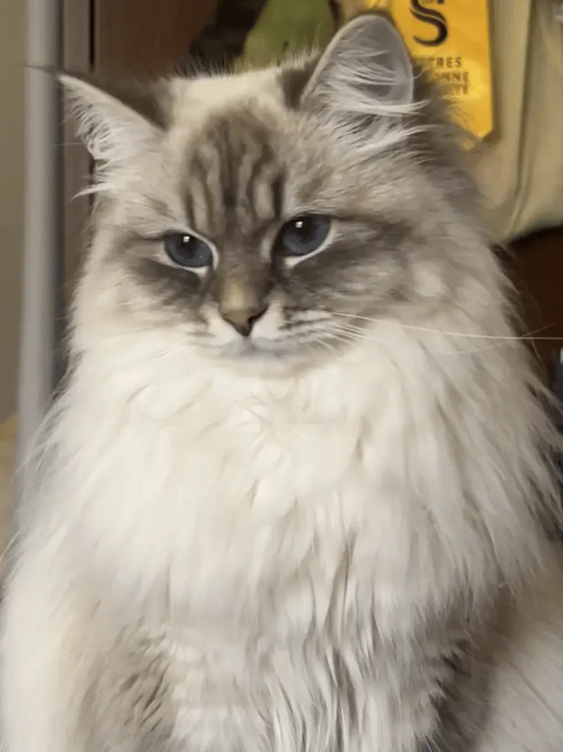 Chat sibérien montrant sa tête ronde caractéristique et son corps compact en forme de tonneau