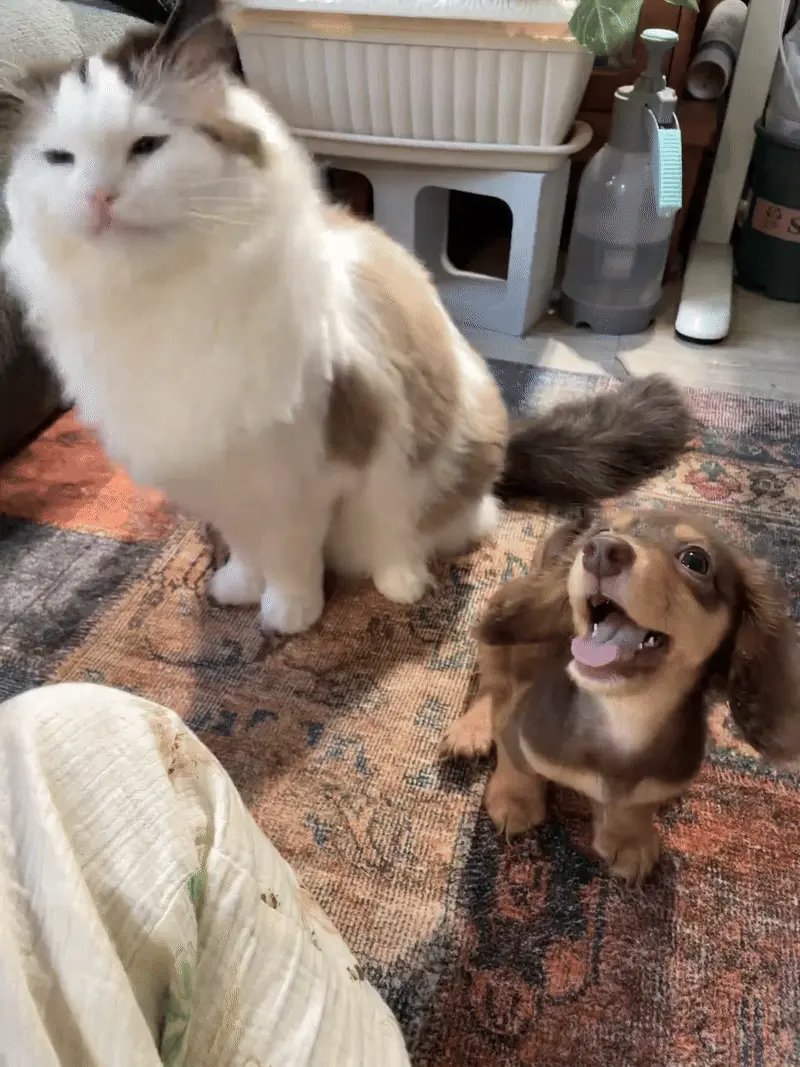 Chien et chat côte à côte regardant paisiblement par une fenêtre, symbolisant la cohabitation harmonieuse entre les deux espèces