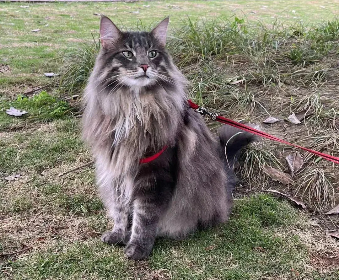 Chat norvégien grimpant, démontrant son agilité et son instinct de chasseur forestier