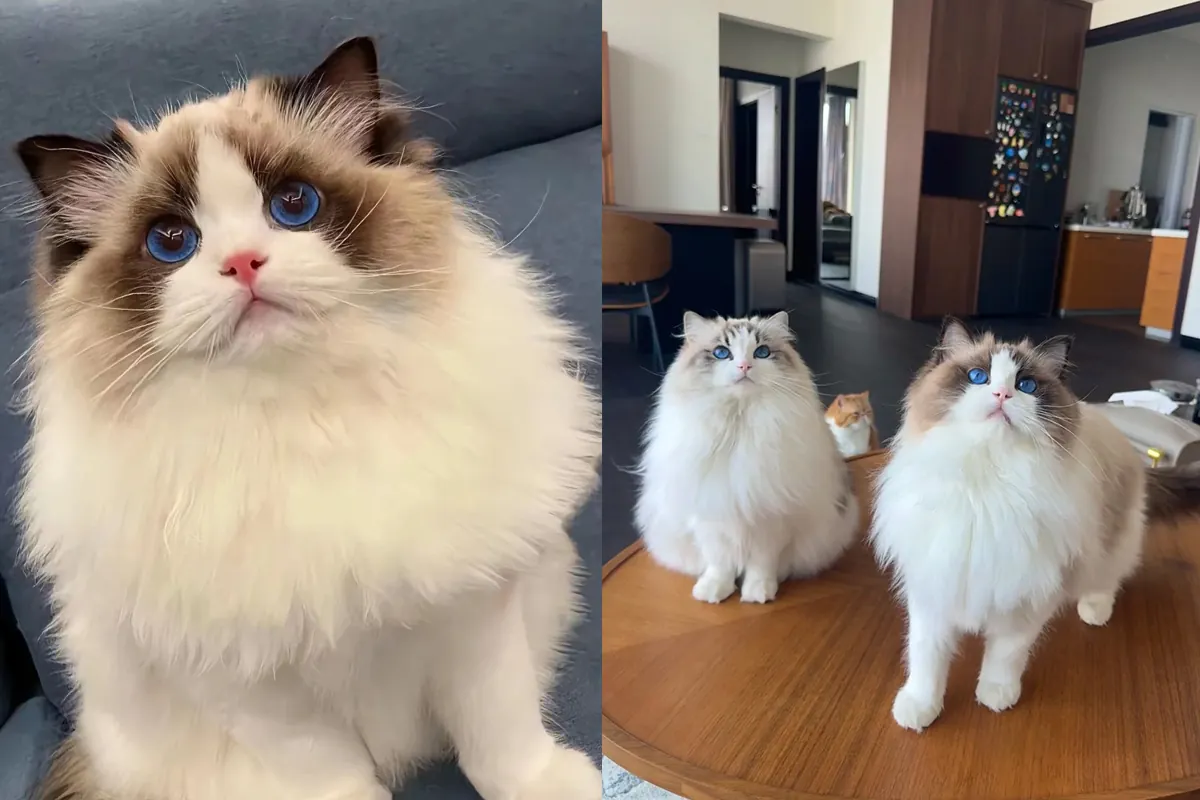 Chat facile à adopter : comparatif de 7 races sur 9 critères Ragdoll aux yeux bleus profonds et pelage mi-long colorpoint — chat calme et câlin pour famille