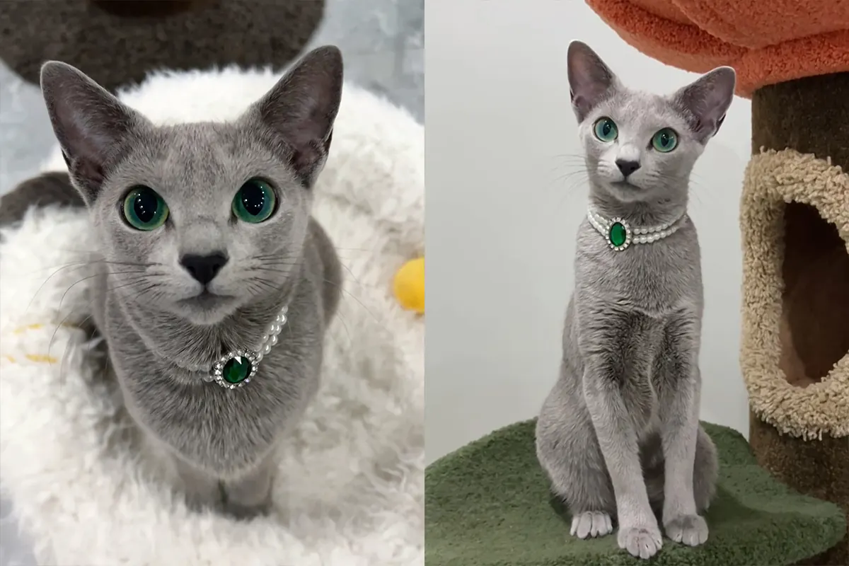 Chat facile à adopter : comparatif de 7 races sur 9 critères Bleu Russe aux yeux vert émeraude et pelage argenté court — race de chat moins allergisante