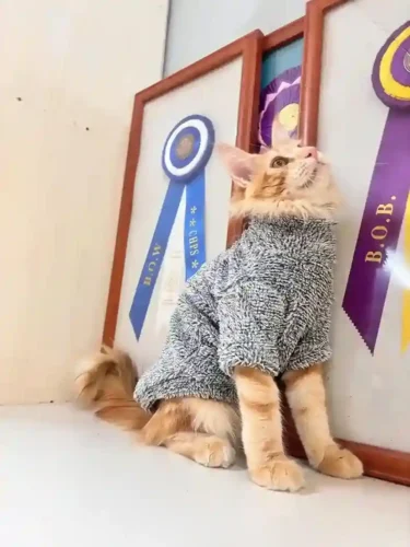 Click to view full screen Manteau Pour Chat Auta photo review