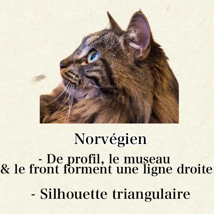 Maine Coon, Sibérien ou Norvégien : Comment Les Différencier Facilement Profil Norvégien de côté - ligne parfaitement droite du front au nez