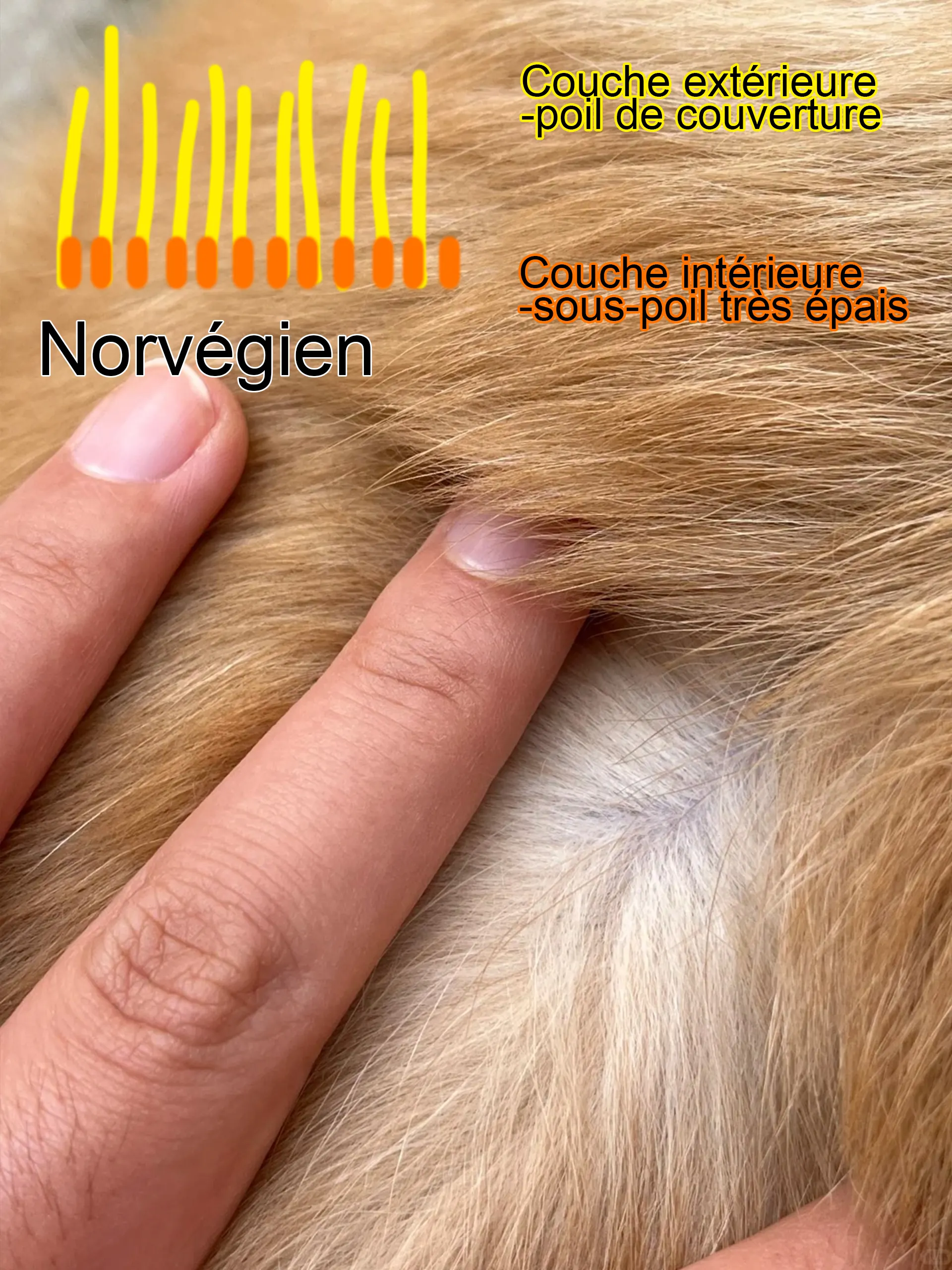 Maine Coon, Sibérien ou Norvégien : Comment Les Différencier Facilement Gros plan pelage Norvégien - poils longs imperméables légèrement rugueux avec collerette