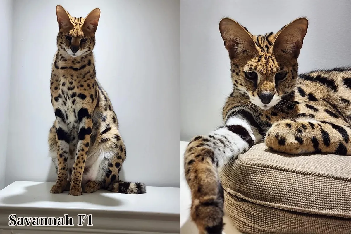 Savannah F1 : majestueux, avec une part de sauvagerie