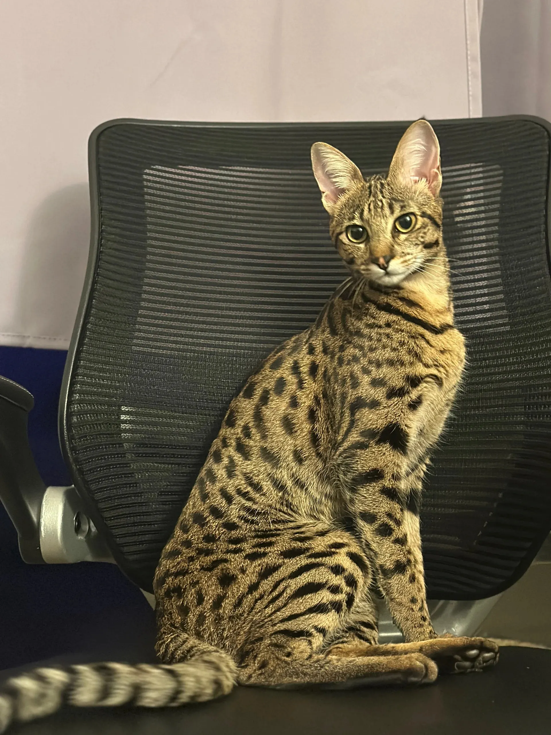 Savannah F1 avec son pelage tacheté caractéristique rappelant le serval sauvage africain