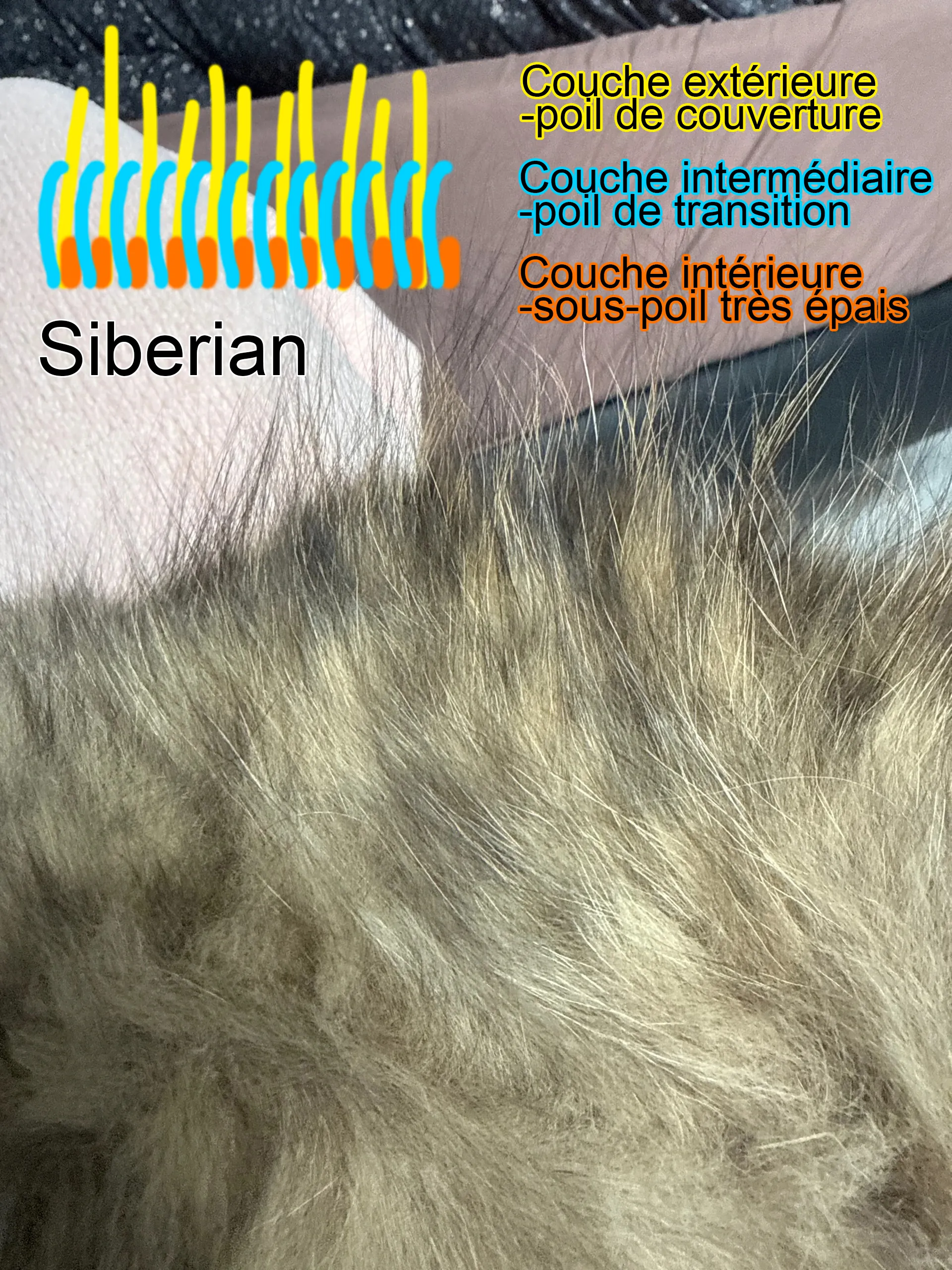 Maine Coon, Sibérien ou Norvégien : Comment Les Différencier Facilement Gros plan pelage Sibérien - triple couche dense avec sous-poil laineux épais