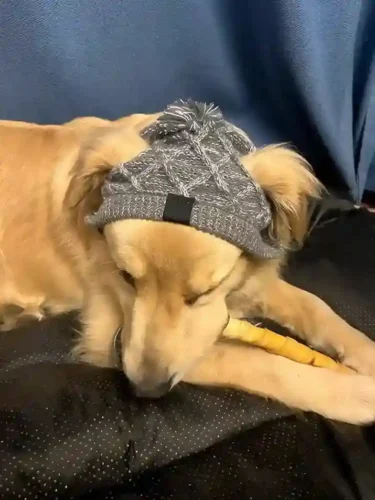 Click to view full screen Snood & Bonnet Pour Chien Furry-Friends photo review