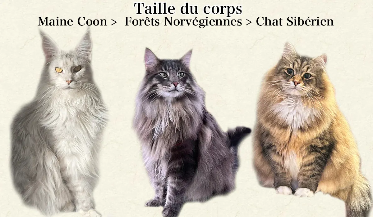 Maine Coon, Sibérien ou Norvégien : Comment Les Différencier Facilement Comparaison de la silhouette et du corps des trois races de chats géants - différences de taille et de morphologie