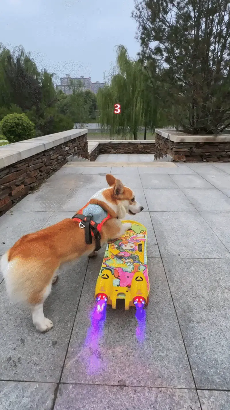 Chien Intelligent : 12 Races Testées par l'Université d'Helsinki Welsh Corgi Pembroke avec son allure caractéristique et son expression vive