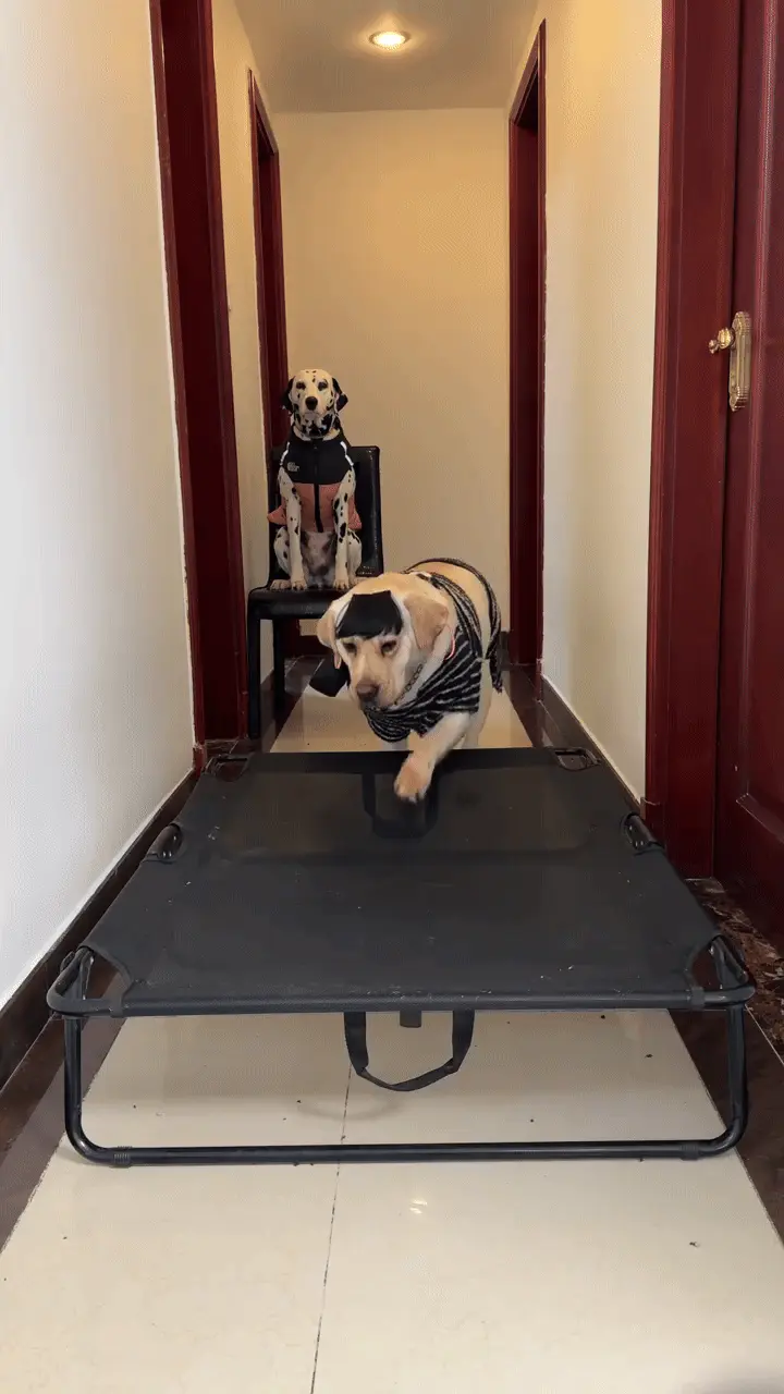 Chien Intelligent : 12 Races Testées par l'Université d'Helsinki Labrador Retriever jouant avec une famille montrant sa sociabilité naturelle