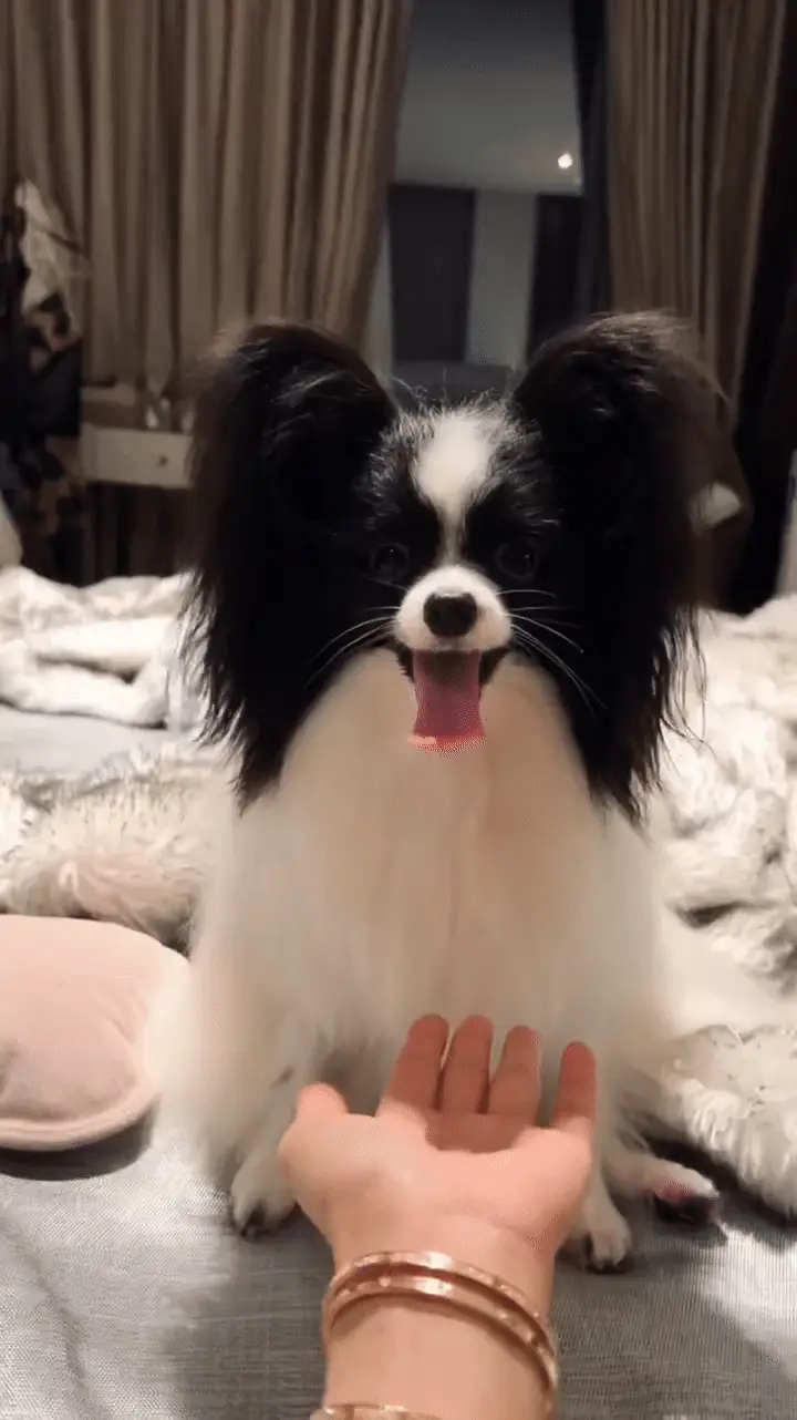 Chien Intelligent : 12 Races Testées par l'Université d'Helsinki Épagneul Papillon avec ses oreilles caractéristiques en forme de papillon