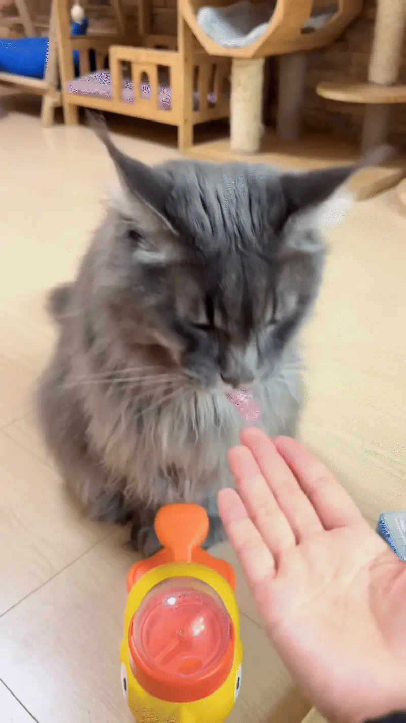 Maine Coon jouant, démontrant son caractère sociable et joueur malgré sa grande taille