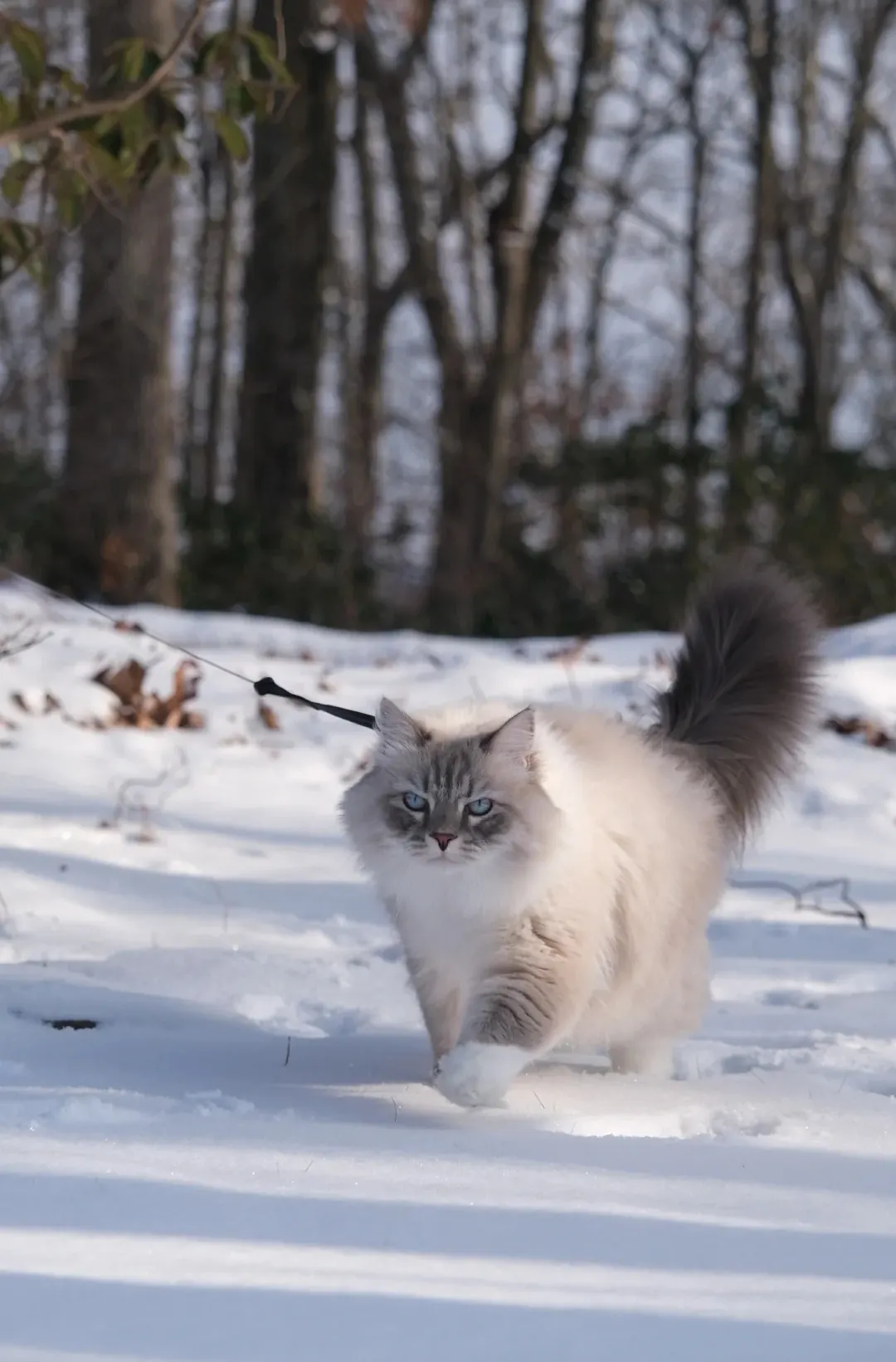 Sibérien Neva Masquerade avec son patron colorpoint et ses yeux bleus saphir