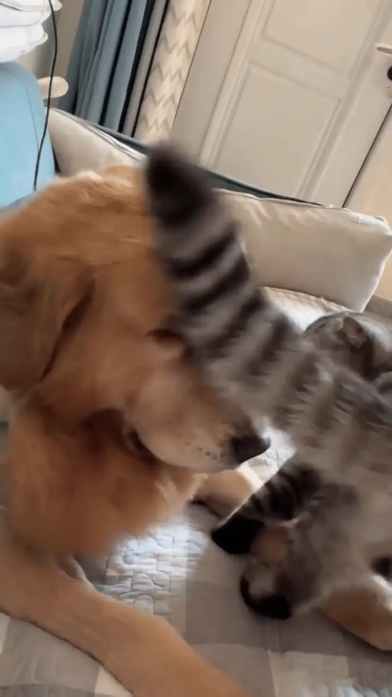 Chien ou Chat : Quel Compagnon Choisir? Chien et chat dormant paisiblement ensemble sur un canapé, démontrant qu'une cohabitation harmonieuse entre les deux espèces est possible