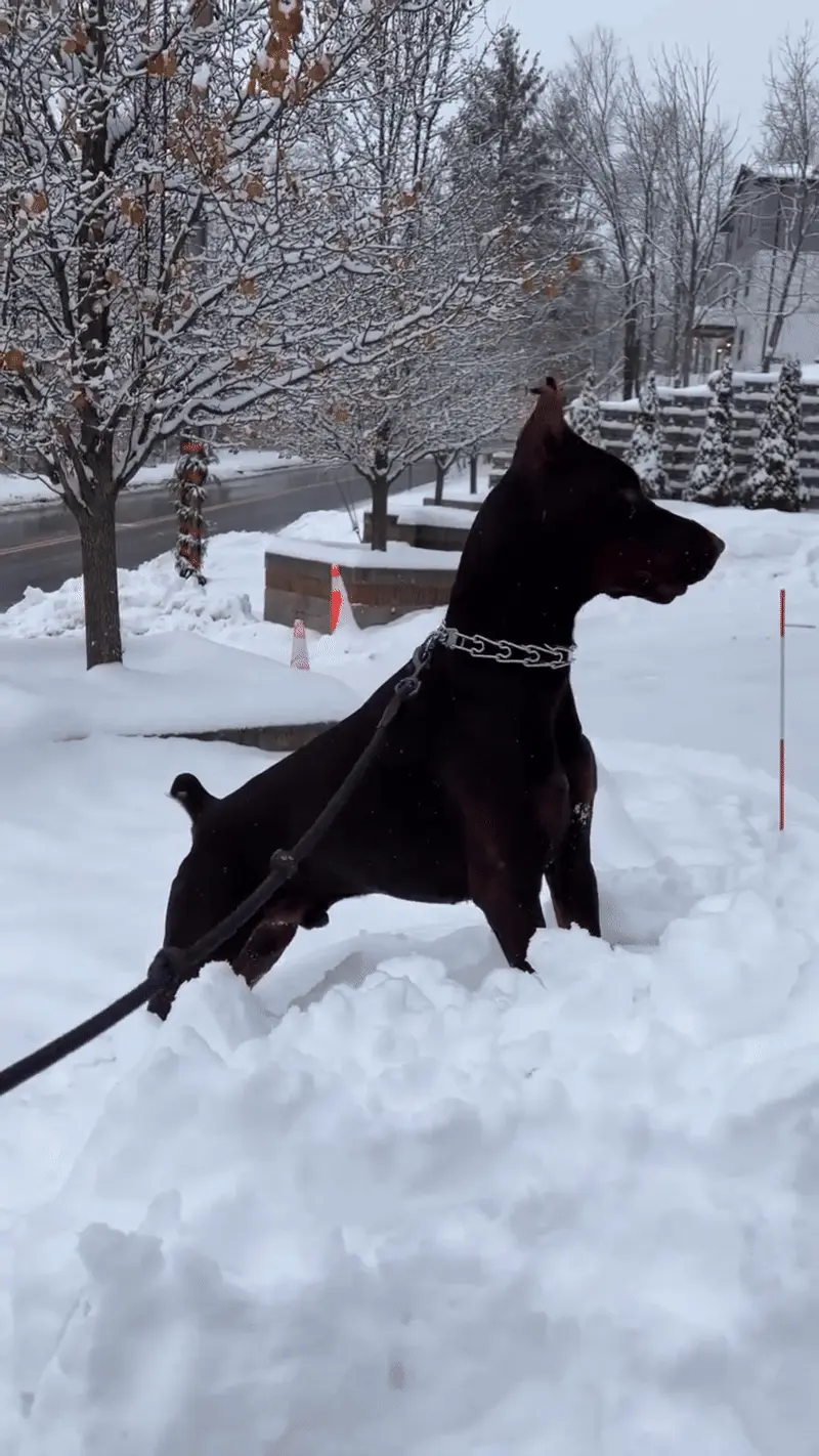 Chien Intelligent : 12 Races Testées par l'Université d'Helsinki Dobermann en alerte montrant sa concentration et son intelligence vive