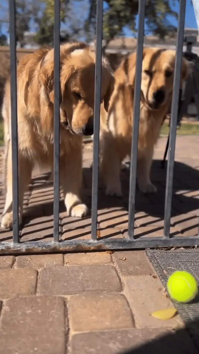 Chien Intelligent : 12 Races Testées par l'Université d'Helsinki Golden Retriever avec enfant montrant son intelligence émotionnelle et sa douceur naturelle