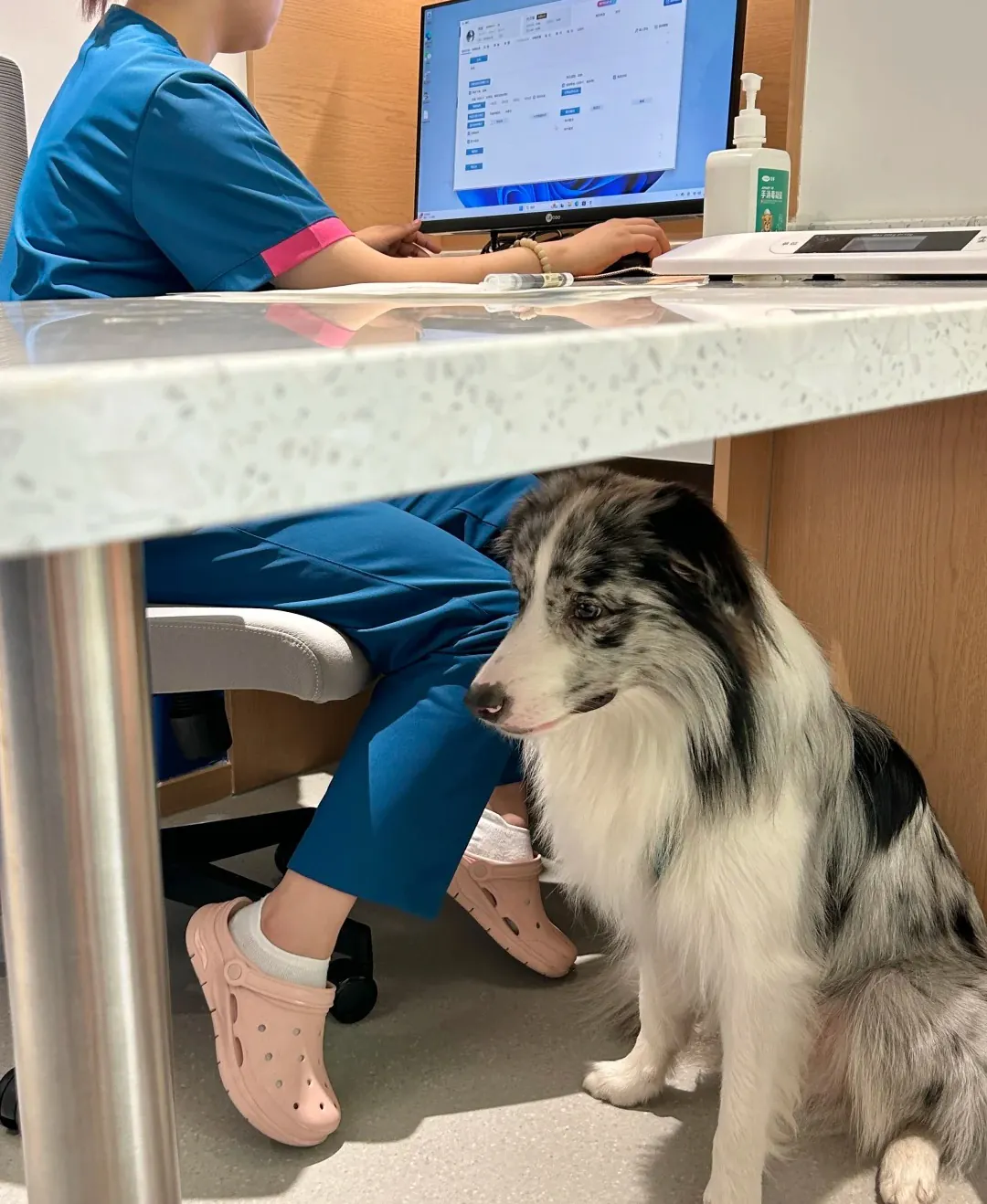 Vétérinaire examinant un chien en consultation comportementale