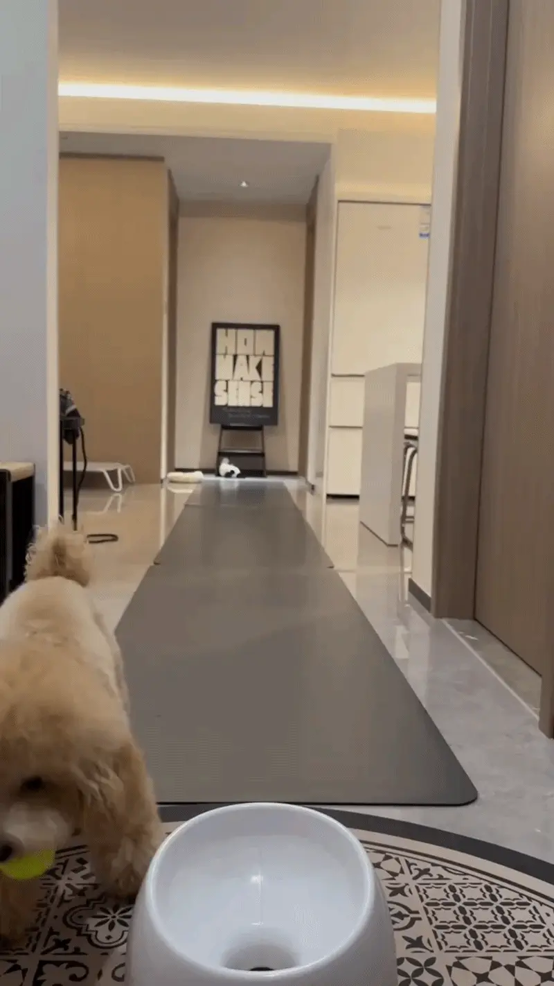 Caniche jouant seul avec un jouet de lancer de balle