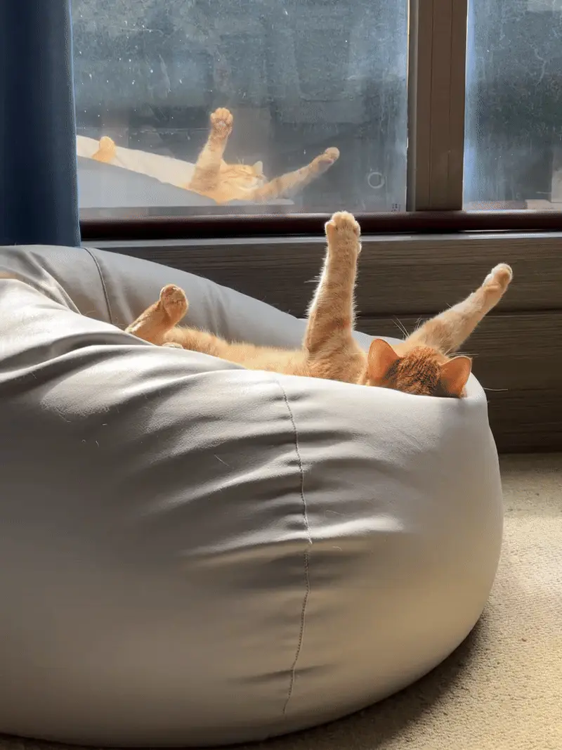 Chien ou Chat : Quel Compagnon Choisir? Chat indépendant se prélassant confortablement sur un rebord de fenêtre ensoleillé, représentant l'autonomie et la sérénité féline