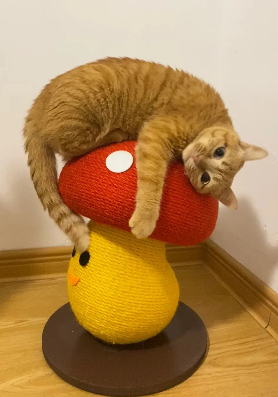 Chat regardant par la fenêtre — adopter un chat n'est pas une solution de facilité, les chats ont aussi des besoins quotidiens en interaction et en propreté