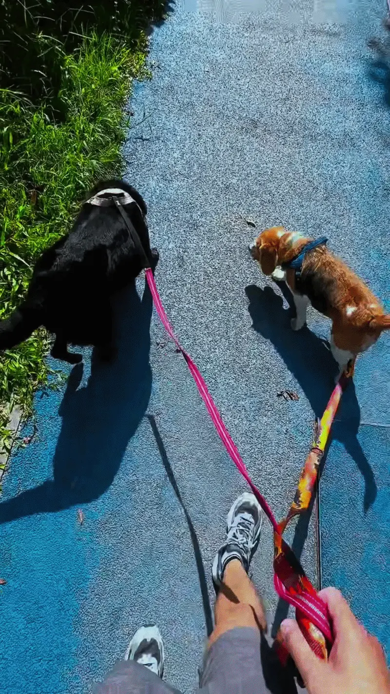 Chien reniflant intensément le sol lors d'une sniff walk en ville — la promenade olfactive comme alternative rapide et efficace à la balade longue