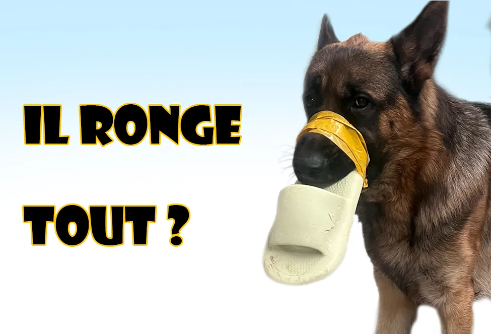 Il ronge tout,mon chien