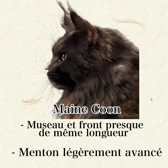 Maine Coon, Sibérien ou Norvégien : Comment Les Différencier Facilement Profil Maine Coon de côté - courbe concave avec stop au niveau du nez