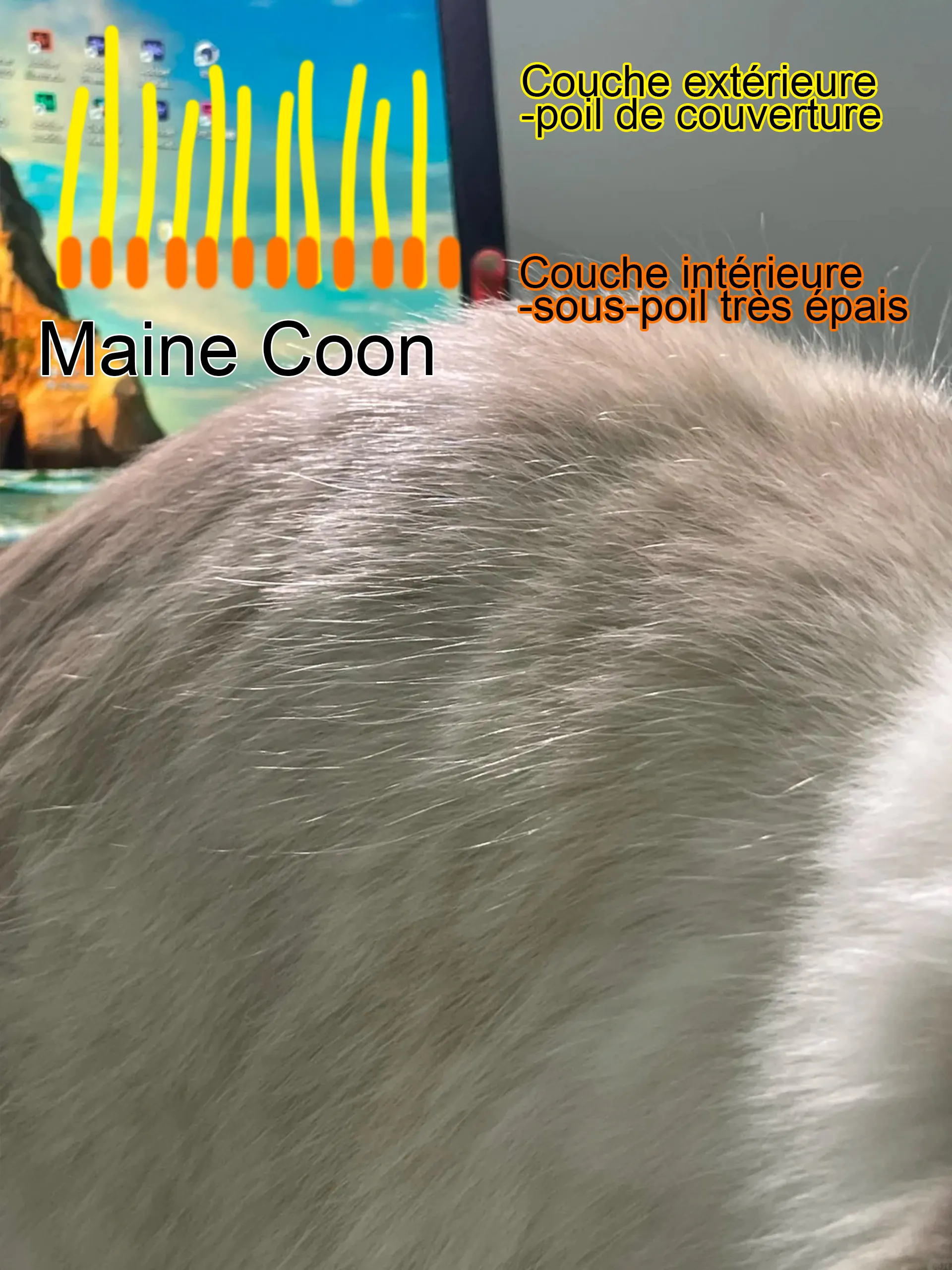 Maine Coon, Sibérien ou Norvégien : Comment Les Différencier Facilement Gros plan pelage Maine Coon - texture fine soyeuse double couche facile entretien