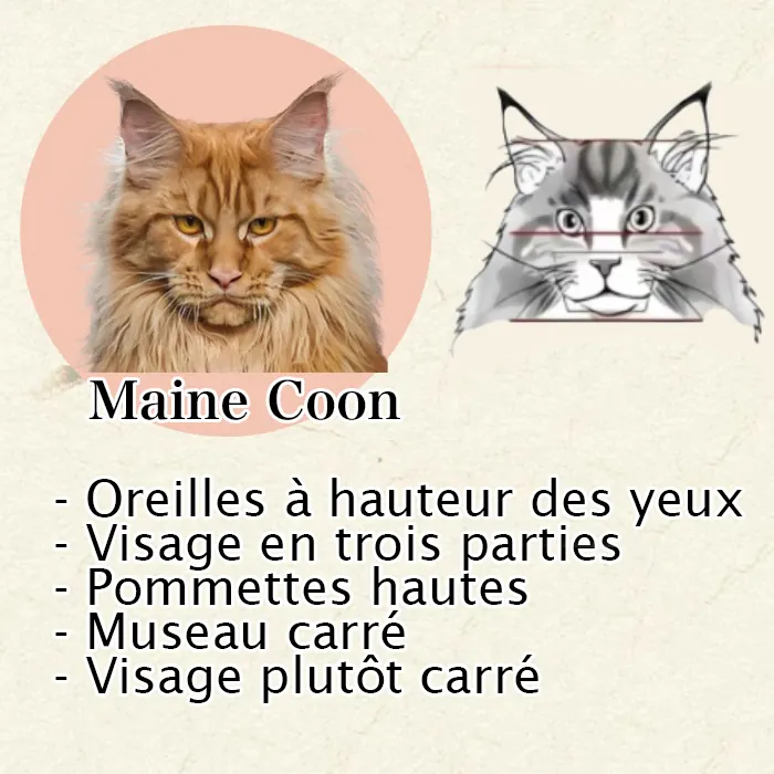 Maine Coon, Sibérien ou Norvégien : Comment Les Différencier Facilement Gros plan tête carrée Maine Coon - museau carré avec angles bien définis, mâchoire puissante