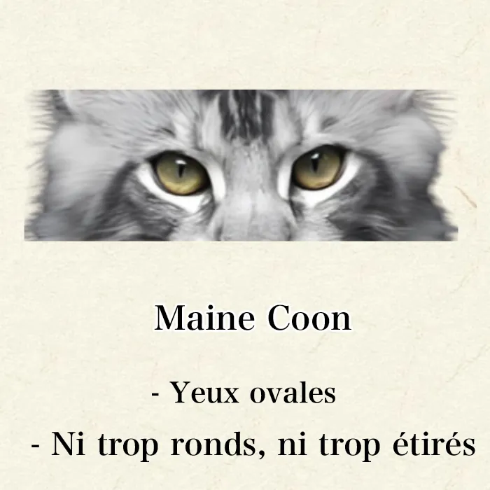 Maine Coon, Sibérien ou Norvégien : Comment Les Différencier Facilement Gros plan yeux Maine Coon - grands yeux légèrement ovales, expression douce et éveillée