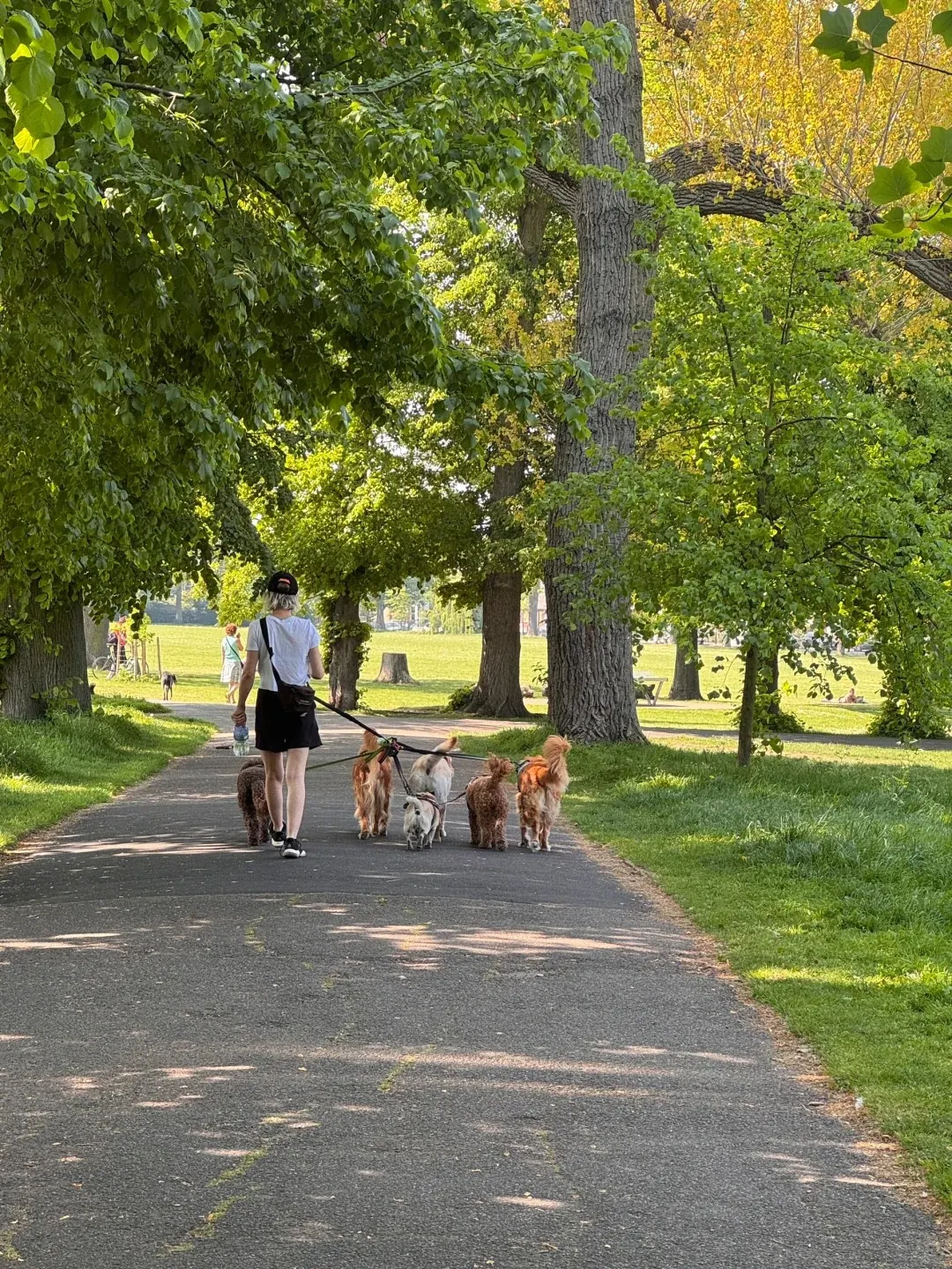 Promeneur de chiens promenant des chiens dans un parc