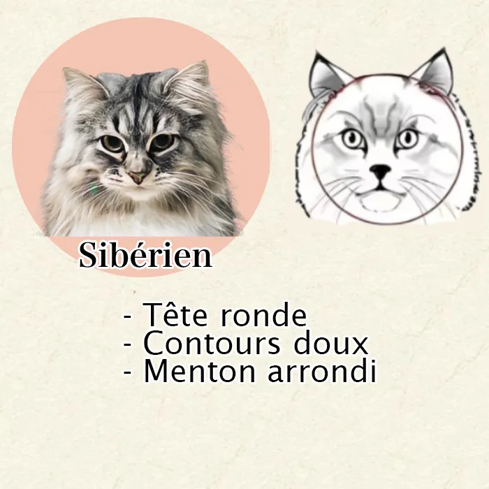 Maine Coon, Sibérien ou Norvégien : Comment Les Différencier Facilement Gros plan tête ronde chat Sibérien - joues pleines, contours doux et harmonieux