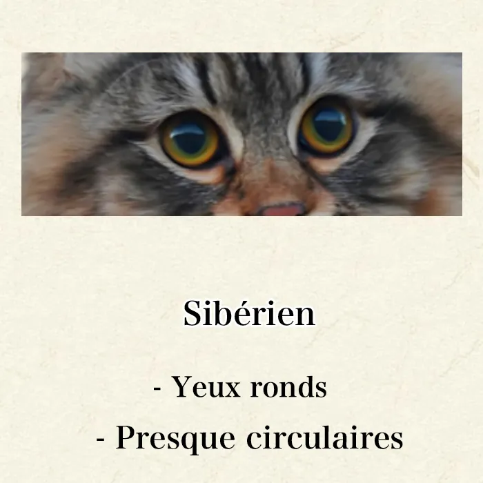 Maine Coon, Sibérien ou Norvégien : Comment Les Différencier Facilement Gros plan yeux Sibérien - yeux ovales arrondis, ligne inférieure ronde, expression tendre
