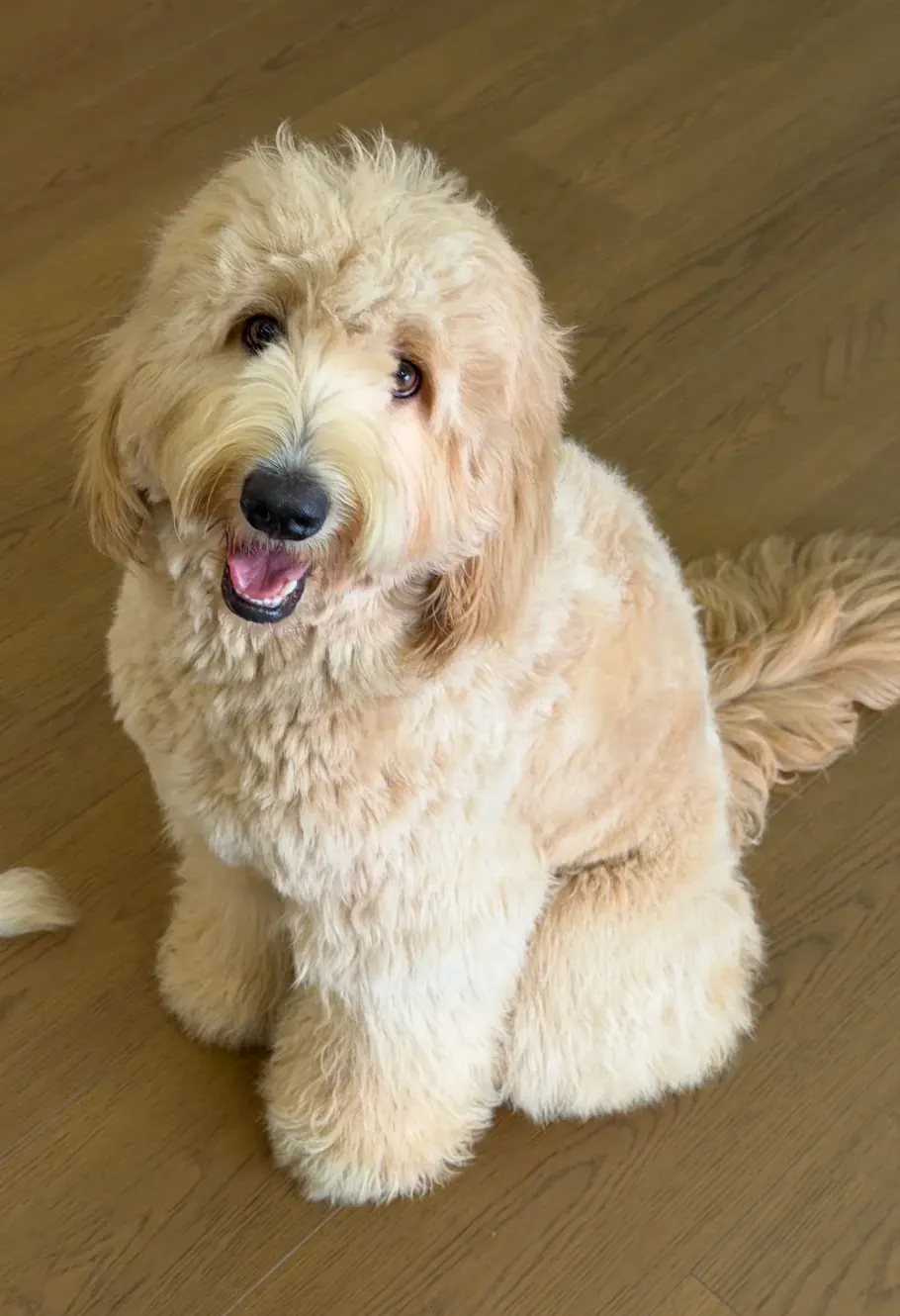 Goldendoodle Mini assis en extérieur, pelage frisé doré et regard doux, chien peluche adapté aux familles avec enfants